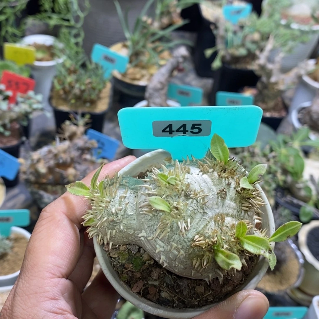 慧比须笑多肉植物