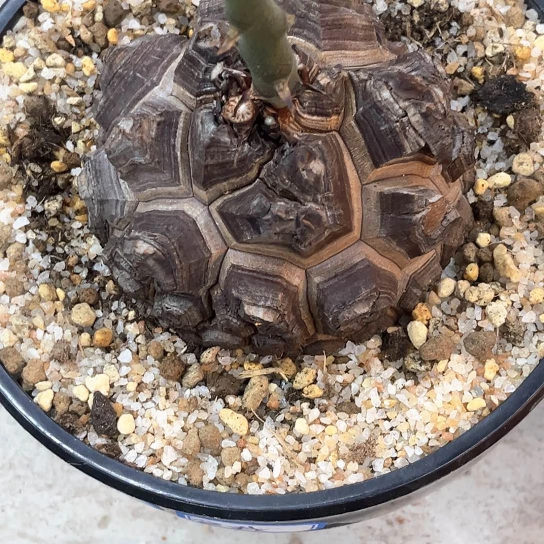 于***童潮流植物精品剑甲南非龟，8903