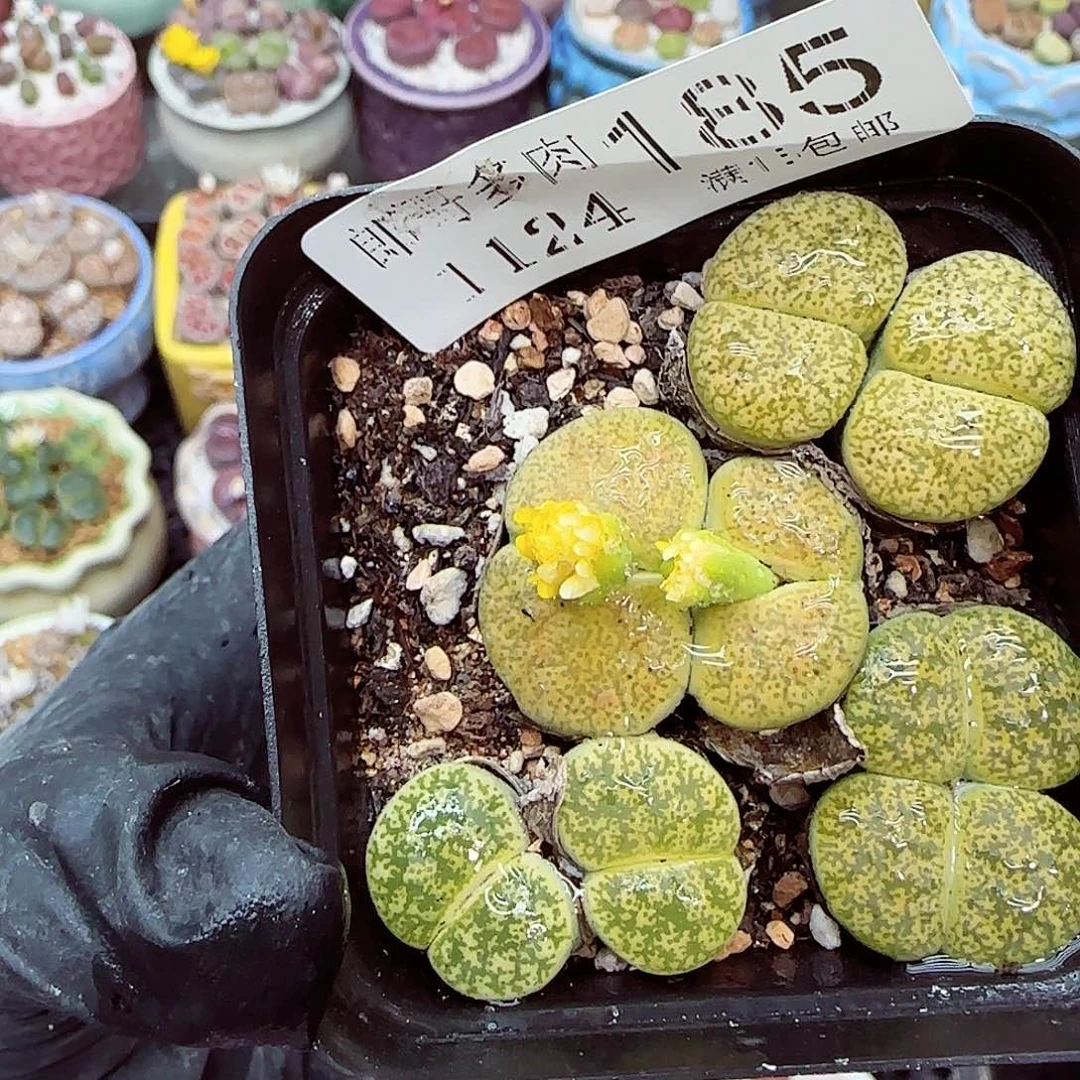 生石花满18包邮1124-185