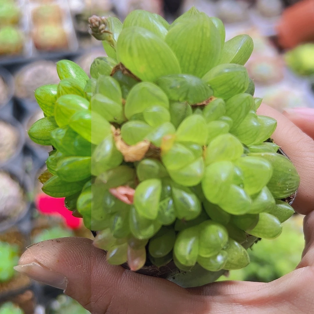 玉露大群19包邮多肉