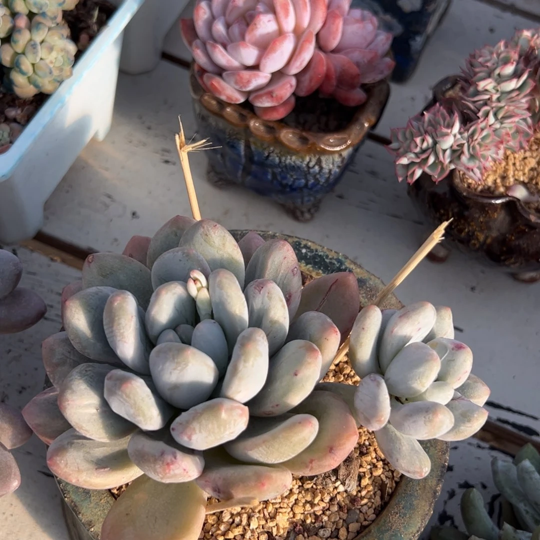 多肉植物一物一拍