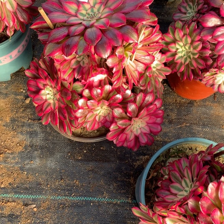 476红铜多肉植物特价