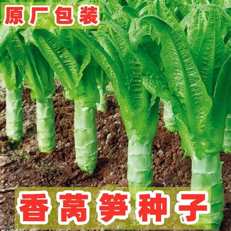 四季青莴笋种子莴笋种子青皮绿肉香莴苣种籽耐热抗寒秋冬蔬菜种子