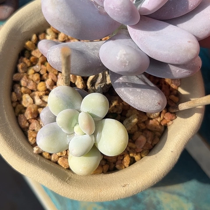 原始奶锦111111111