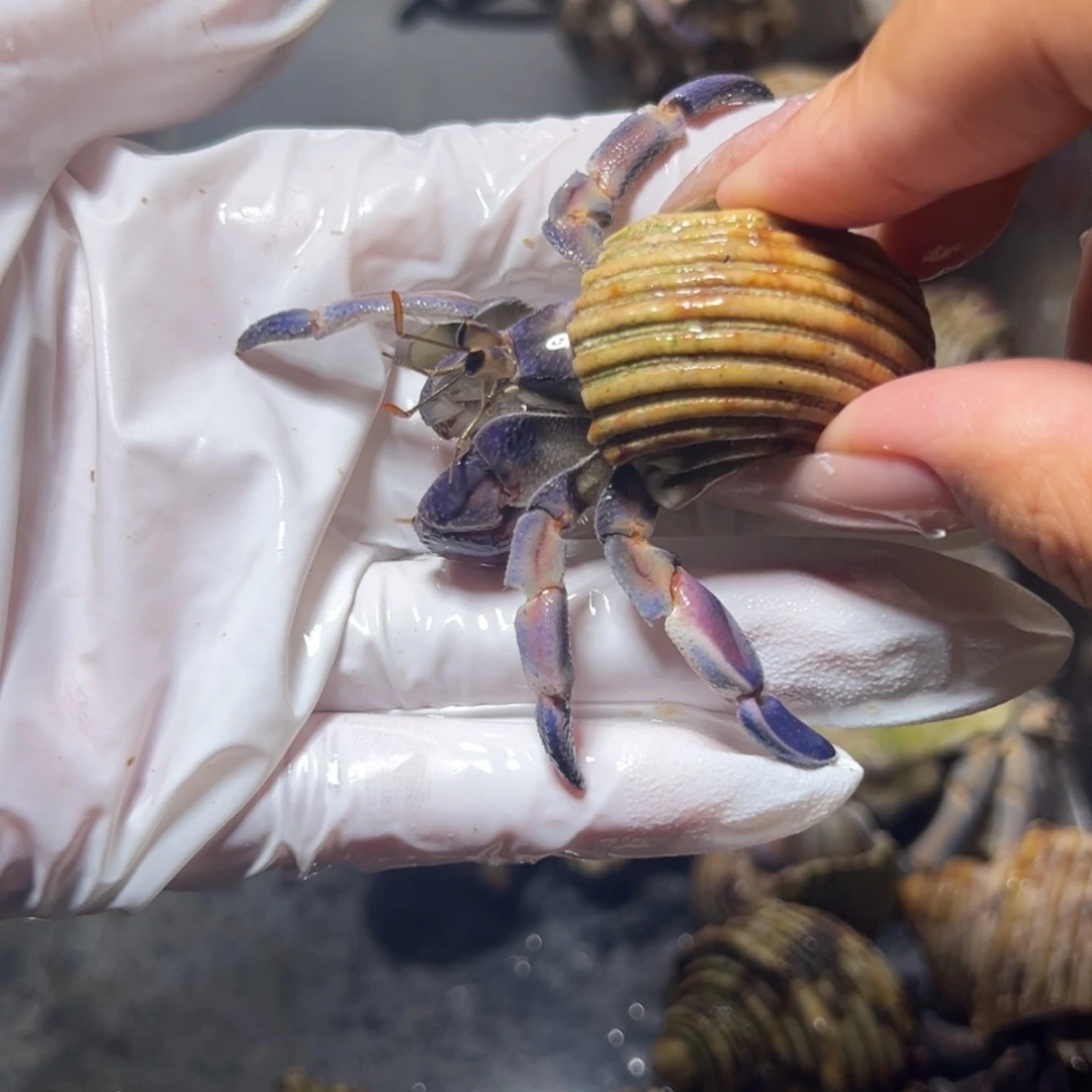 紫粉紫陆口径2.0口