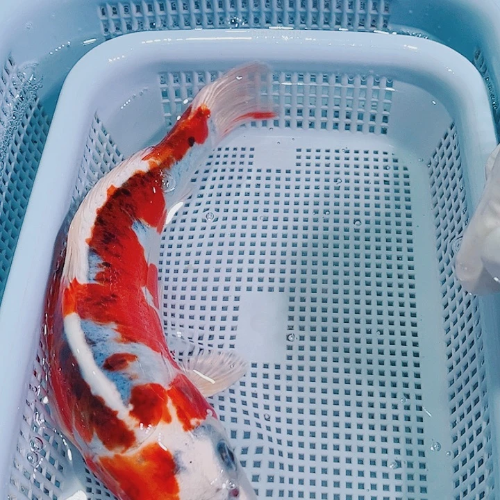 锦鲤锦鲤冷水观赏鱼112