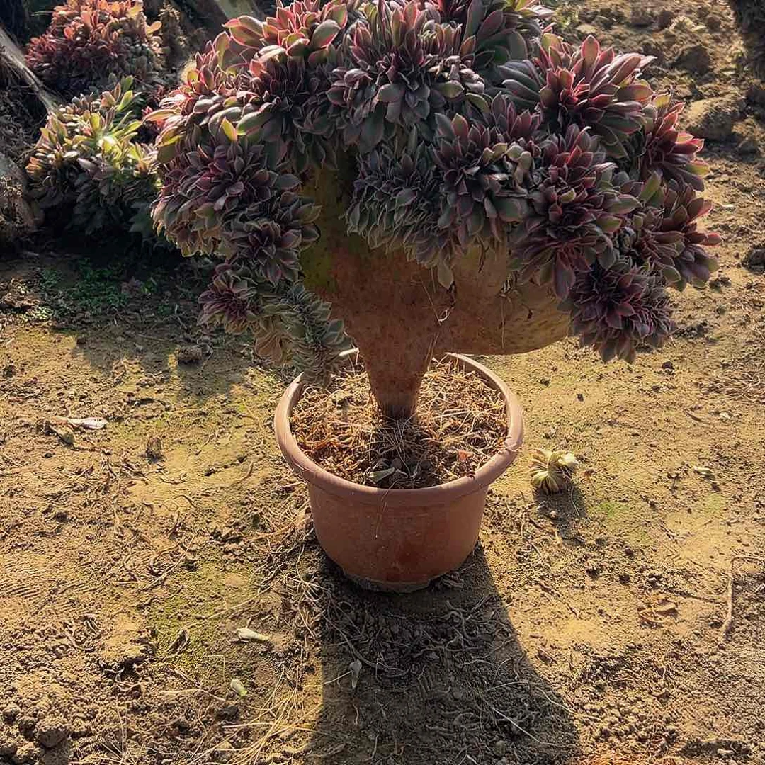 大*女神缀化脱土发货