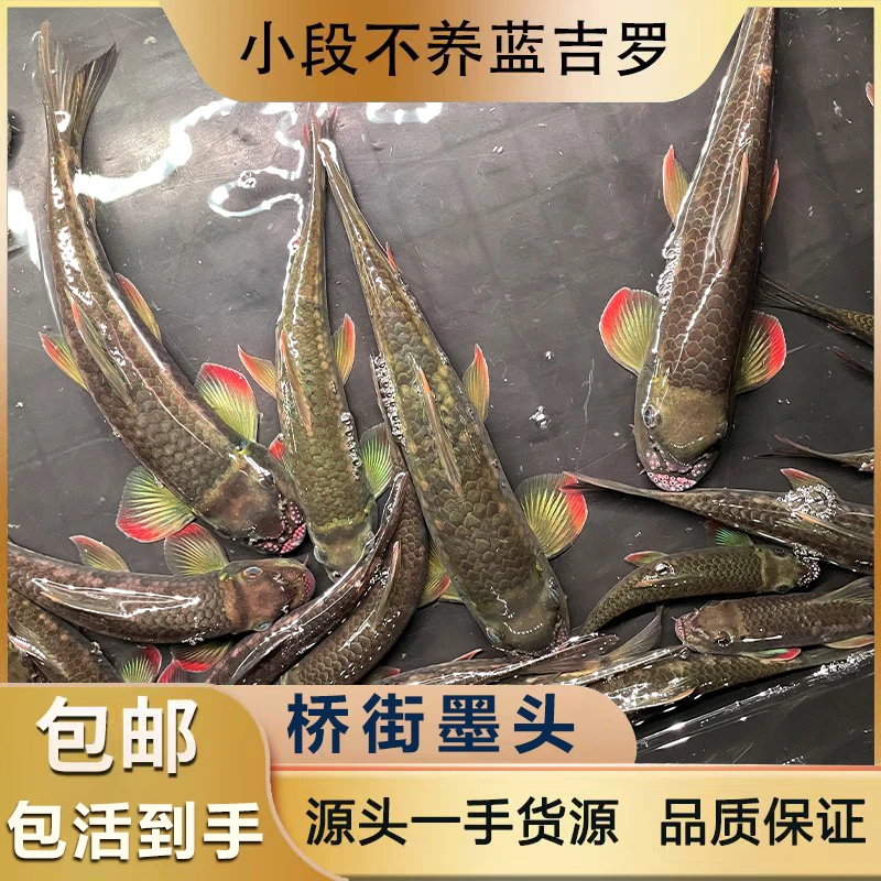 桥街墨头清洁工观赏鱼直播专属链接一鱼一价直播挑选