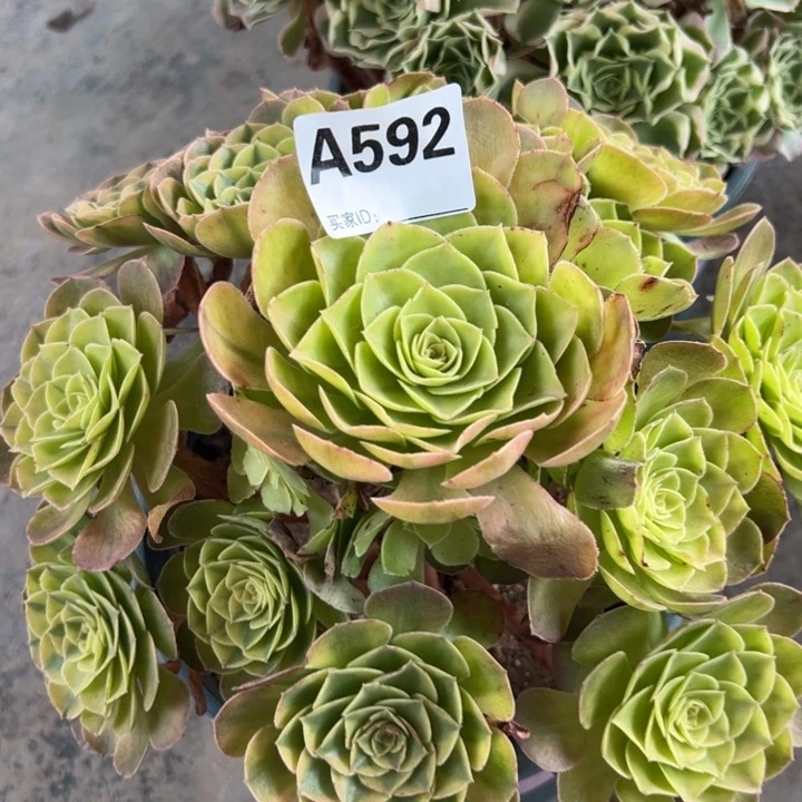 592雨荷22厘米左右