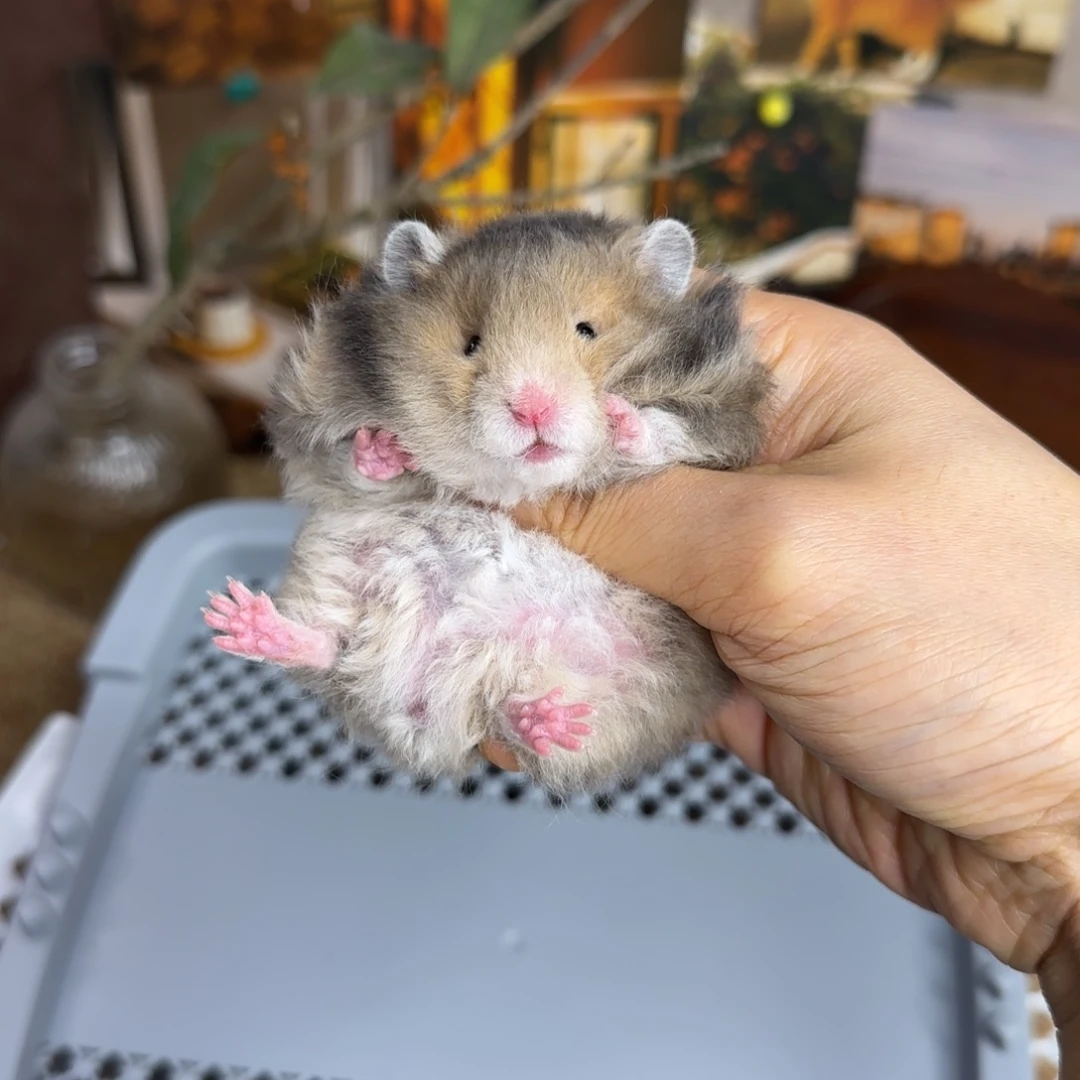 卷毛虎纹弟弟10.18