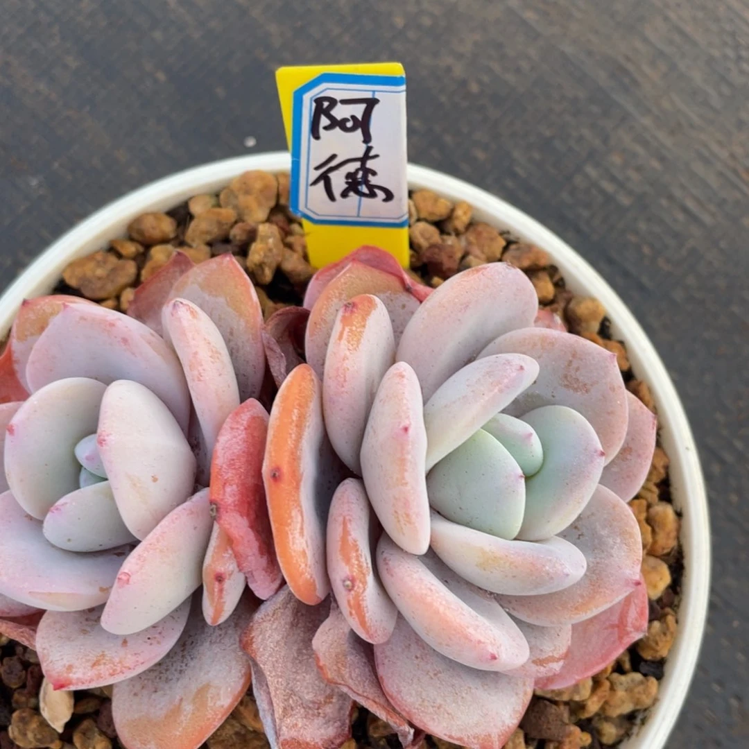 阿****德姐姐说她真的不是一般喜欢