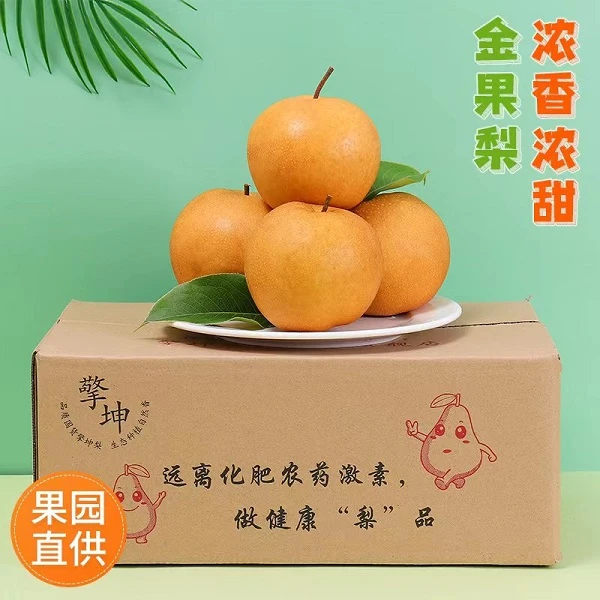 擎坤原生态新品金果梨浓香浓甜爆汁核小自然成熟新鲜水果香甜梨子
