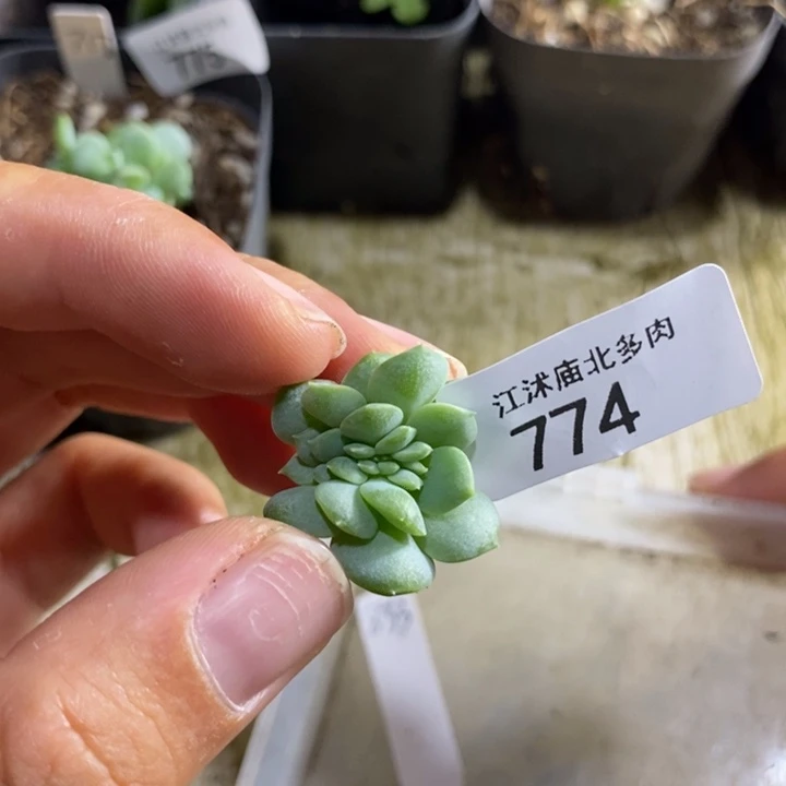 标签774甜心833缀头一个多肉
