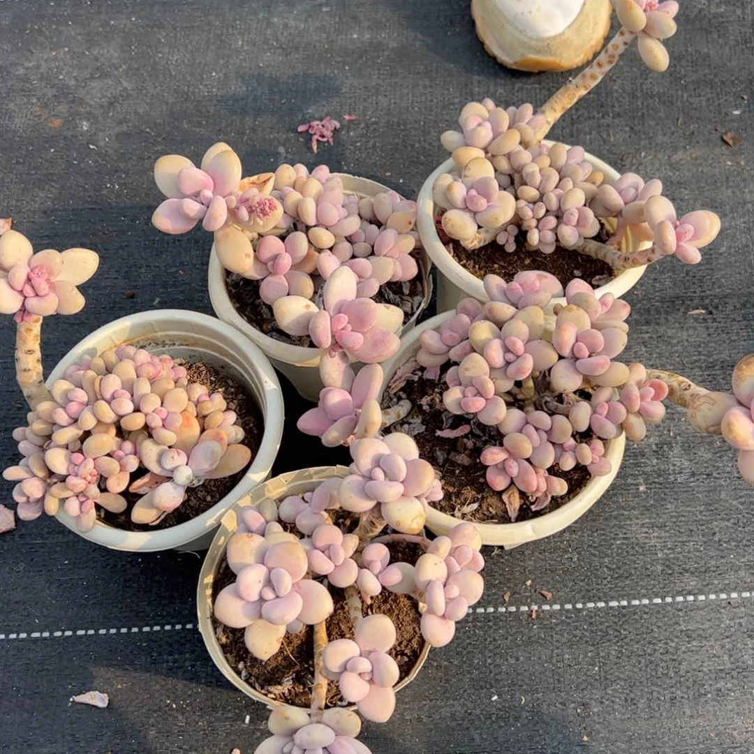 桃蛋多肉植物三盆