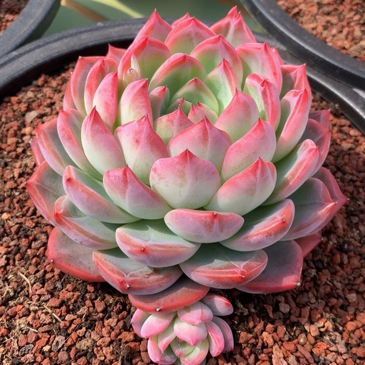 红鸾精控单头多肉