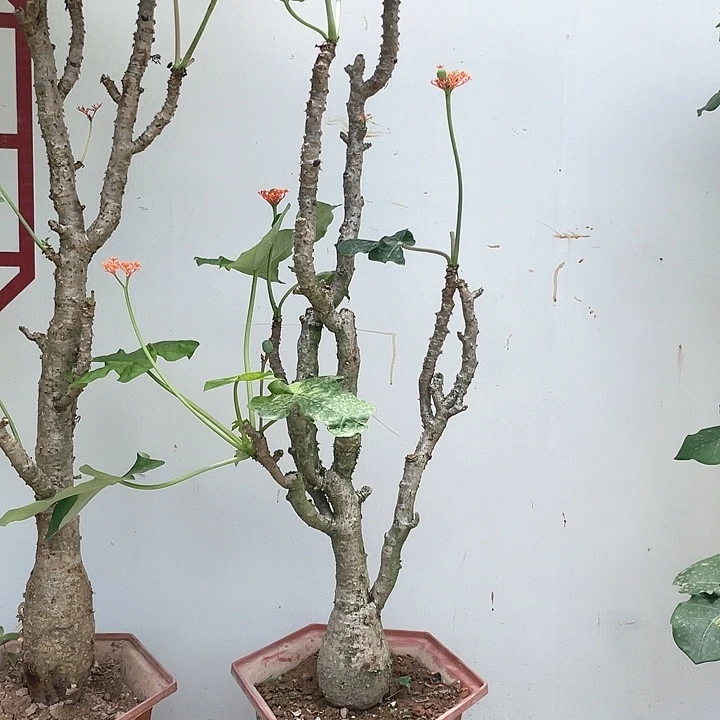 【闪购商品】大部分花苞少量开放