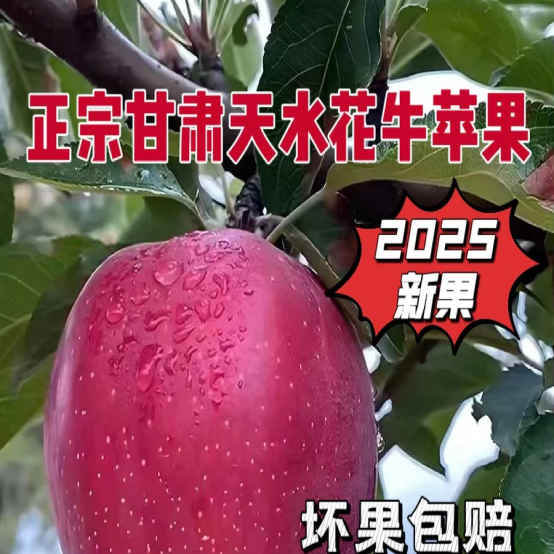甘肃天水高山花牛苹果新鲜脆粉两吃香甜现摘水果