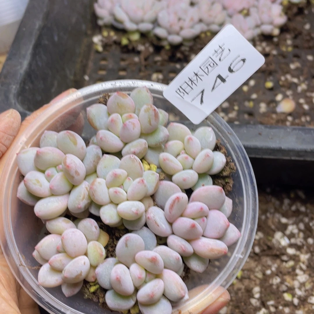 多肉植物多肉植物746