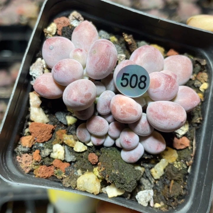 仙子奶酪多肉植物