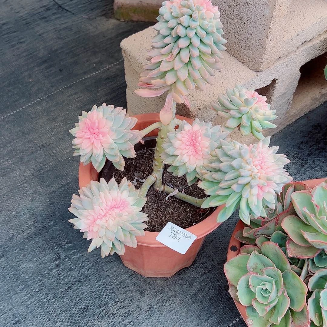 感***觉784淡雪多肉植物多肉