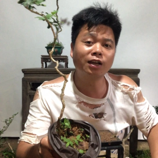 无花朵盆景素材盆栽植物