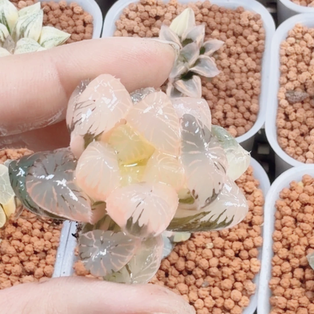 十二卷实生冰灯福利裸根