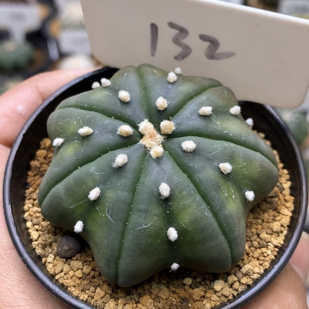 开播后不久饿吐了来特价来了