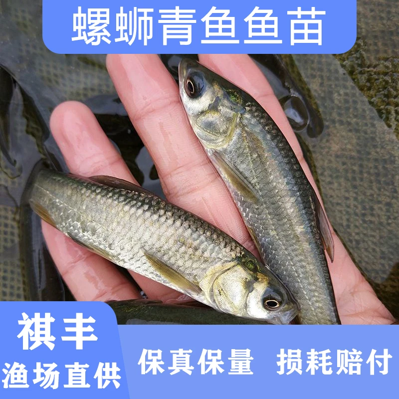 螺蛳青鱼苗淡水鱼塘水库养殖精品黑皖螺丝青鱼四大家鱼可混养活体