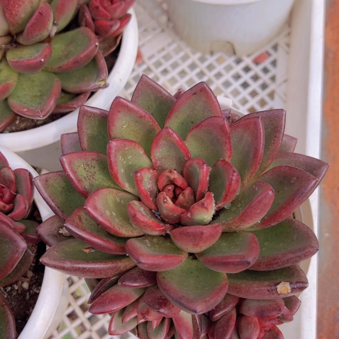 丰沛玫瑰大单头带仔精品