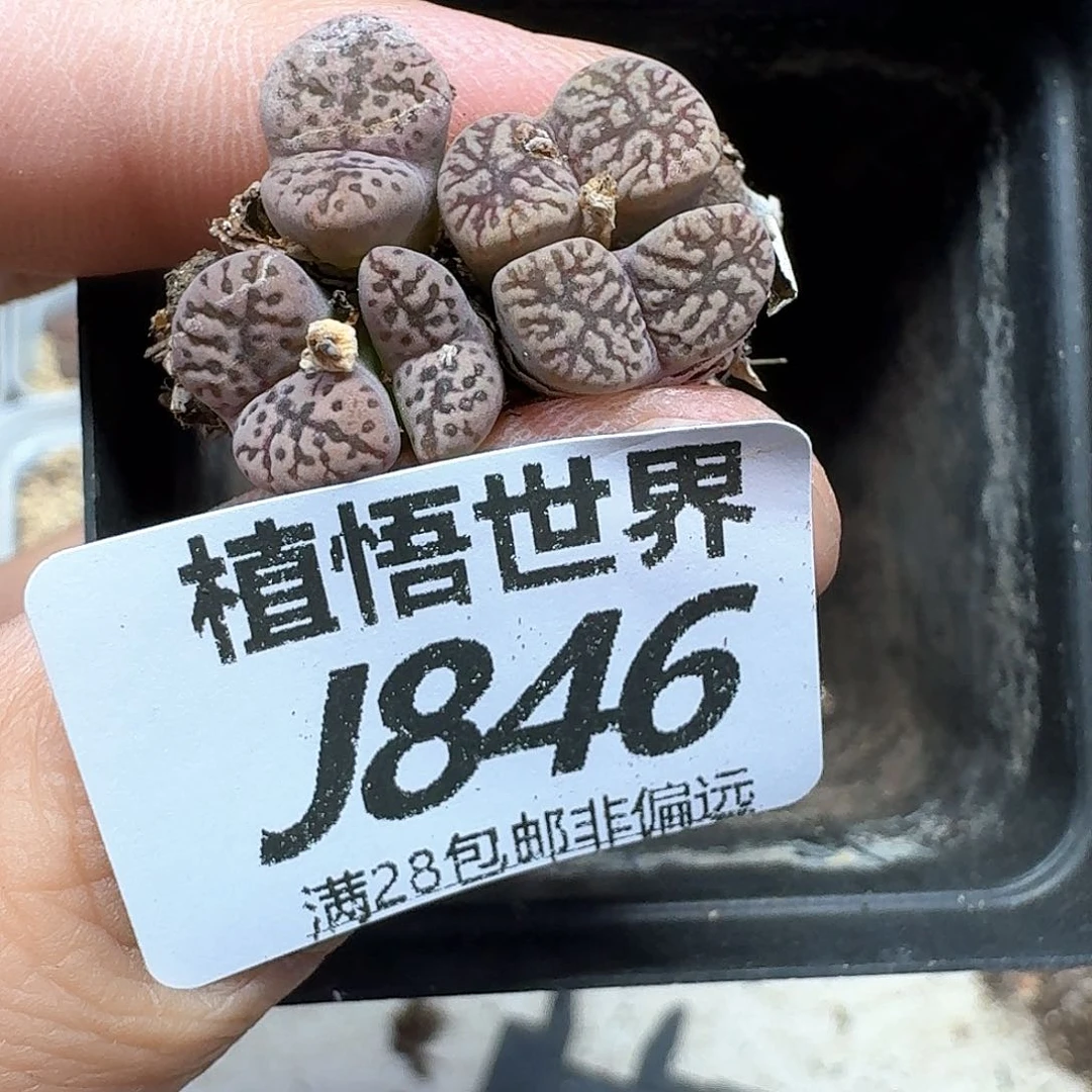 多肉植物的植物区和