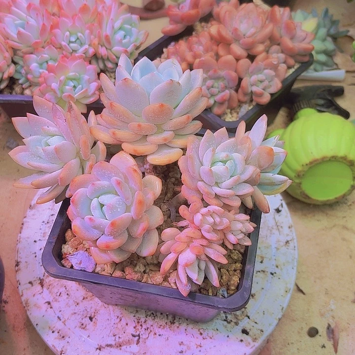 森***垚老桩精品冷香多肉植物