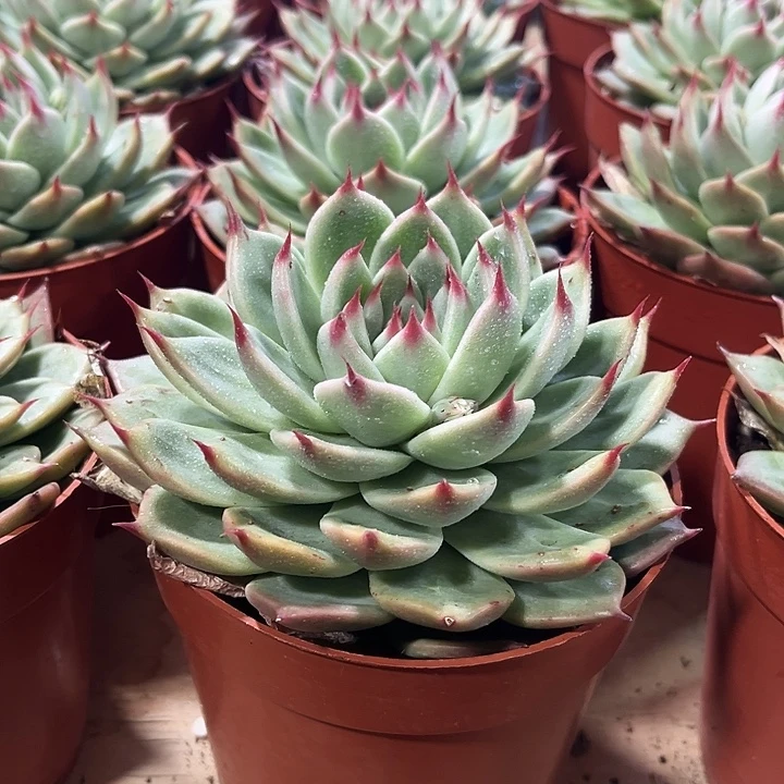 精品超大托斯卡内利多肉植物