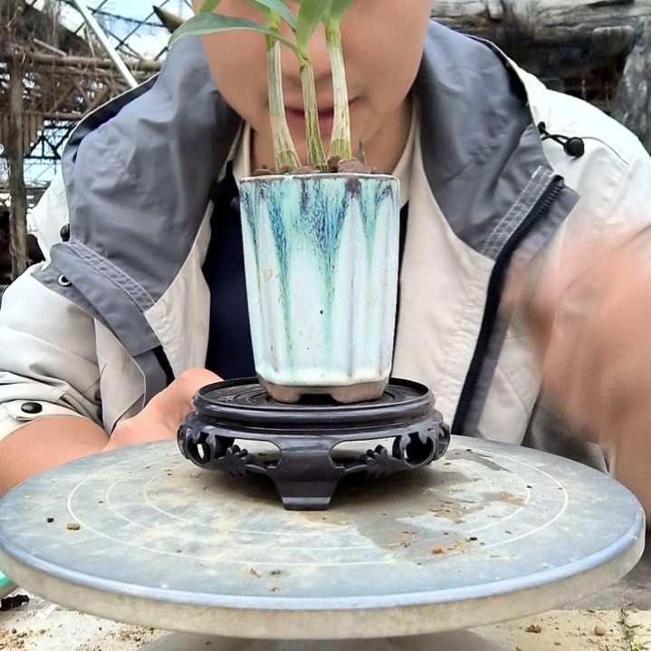 斗**佛小盆景小植物一物一拍15