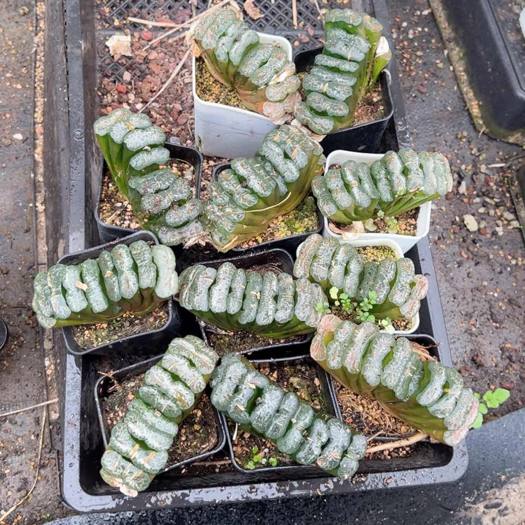 长乐多肉植物一颗多肉