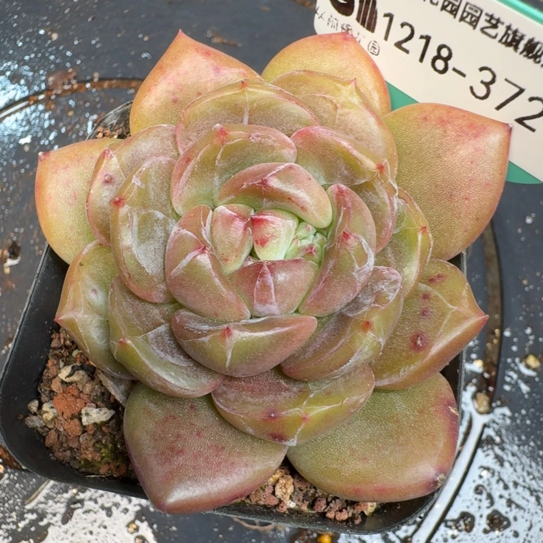 从前慢多肉精选编号1218.372