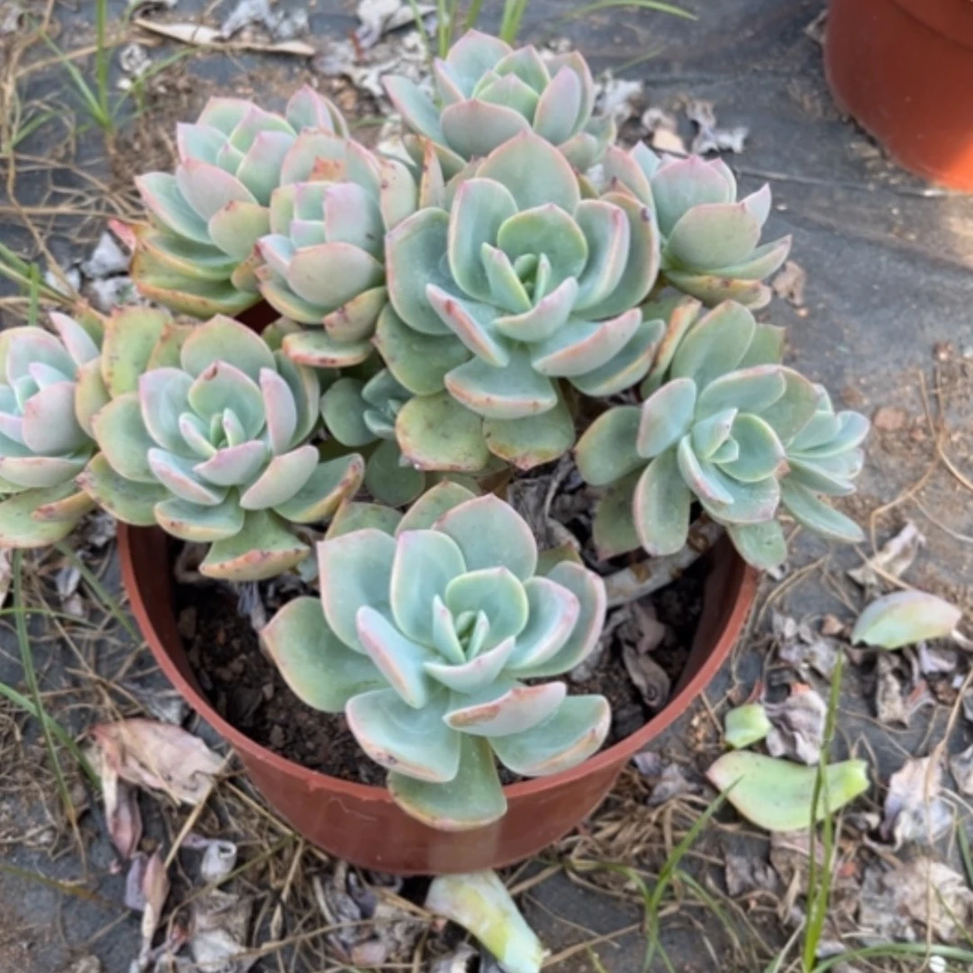 【闪购商品】小*白凤植物