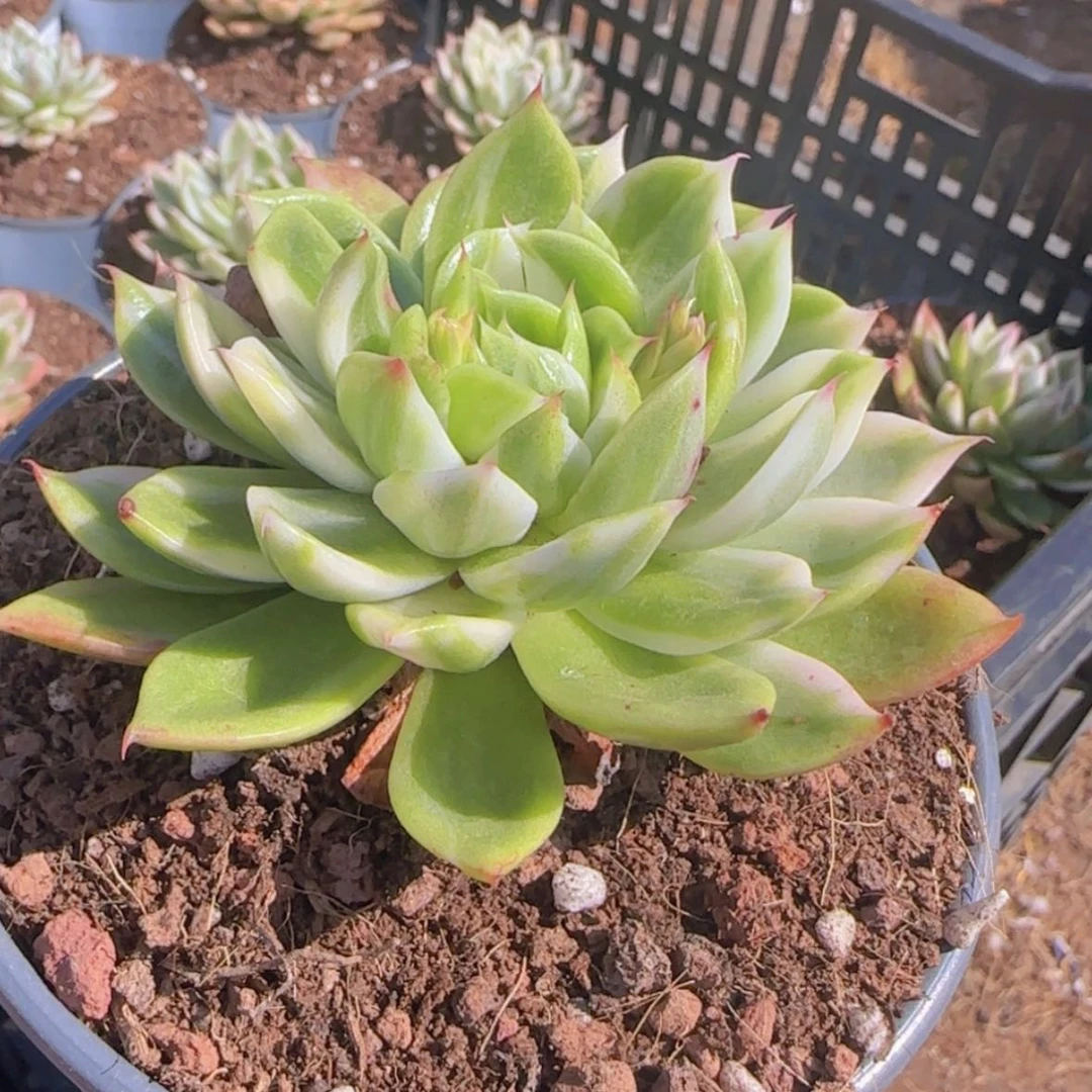 【闪购商品】蝴蝶飞舞锦