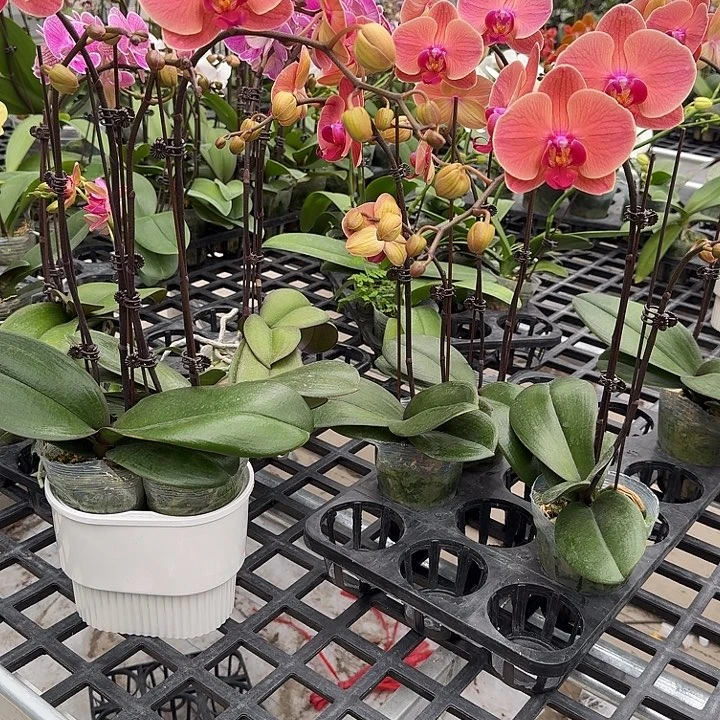 大部分开放少量花苞小桔灯