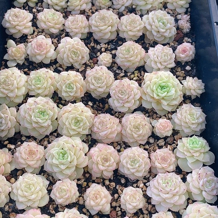 37 多肉植物盆栽花卉植物