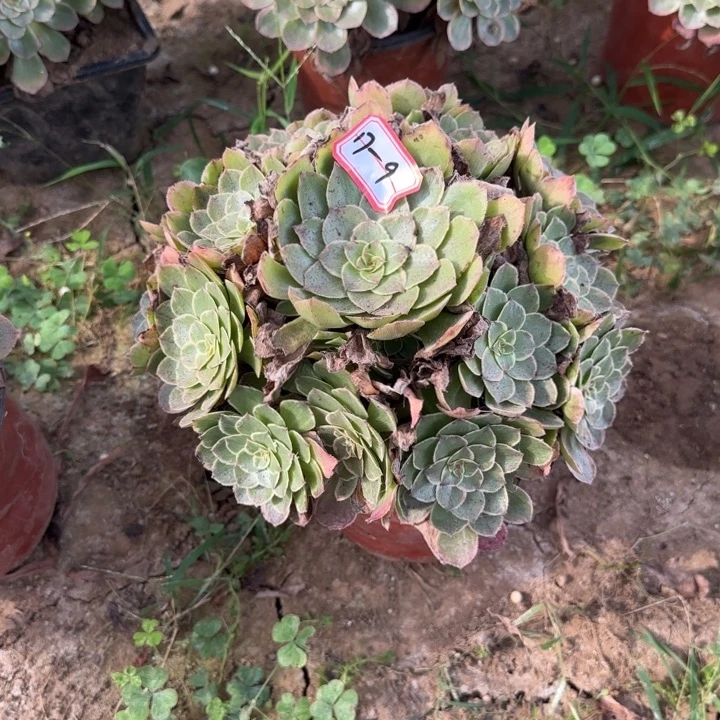 17-9莲花座不包售后