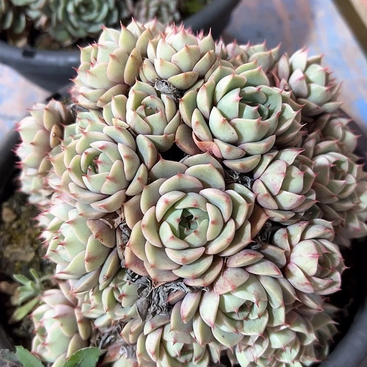 笨吧一个脱土多肉