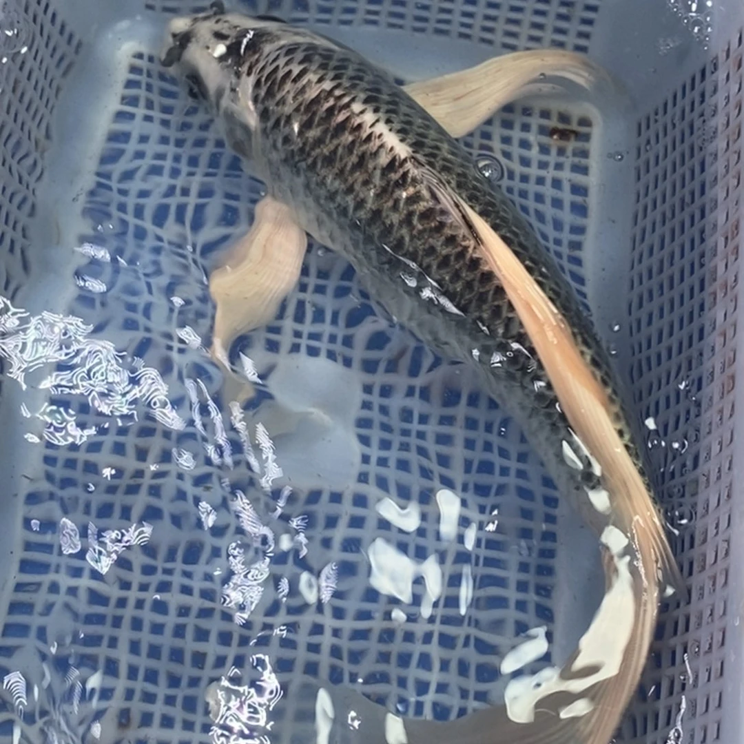 锦鲤冷水锦鲤包邮转