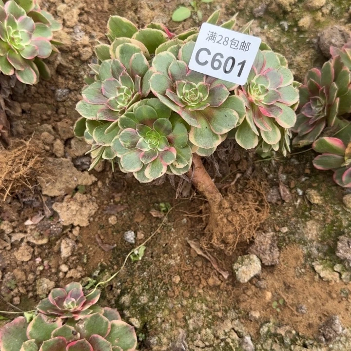 601 多肉植物不包断枝