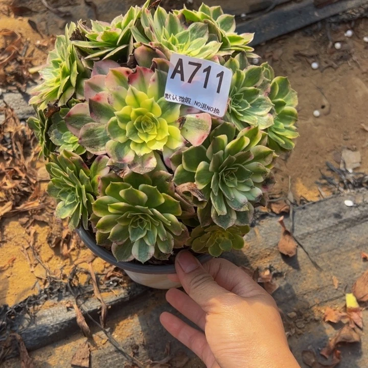 微瑕海王多肉植物711.