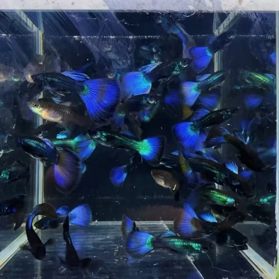 莫斯科冰蓝尾小冰蓝精品孔雀适合新手白云观赏鱼大尾群游淡水溪流