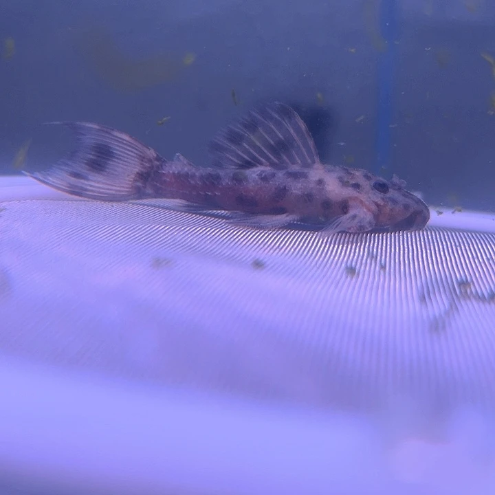 清道夫鱼19-018L096一条
