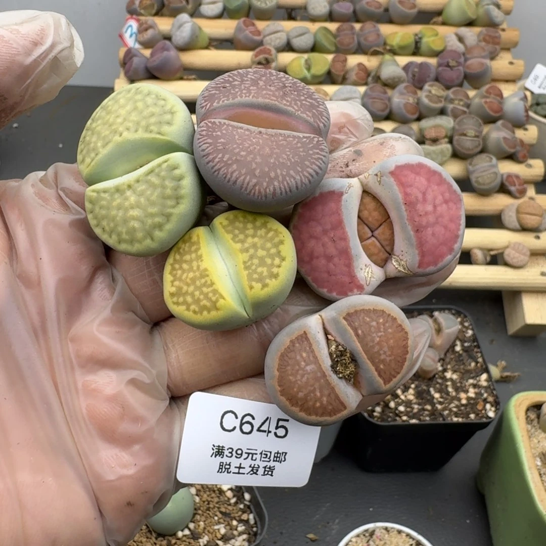 7****8646哈哈哈哈哈哈哈哈哈