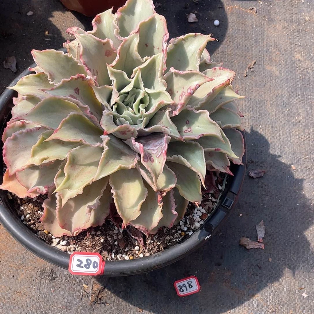 280饺子皮 一物一拍多肉