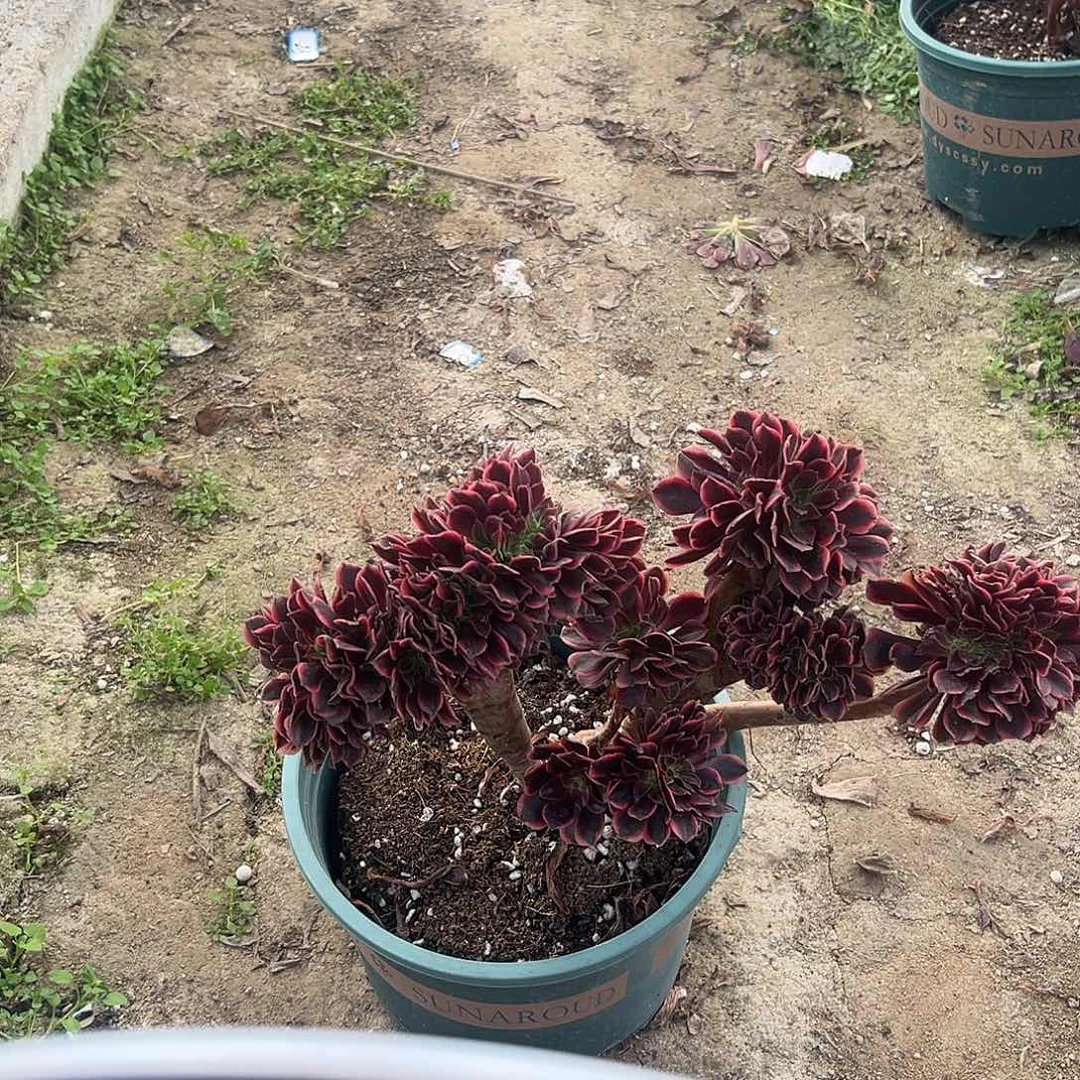 38欧嘉莉缀化法师多肉植物