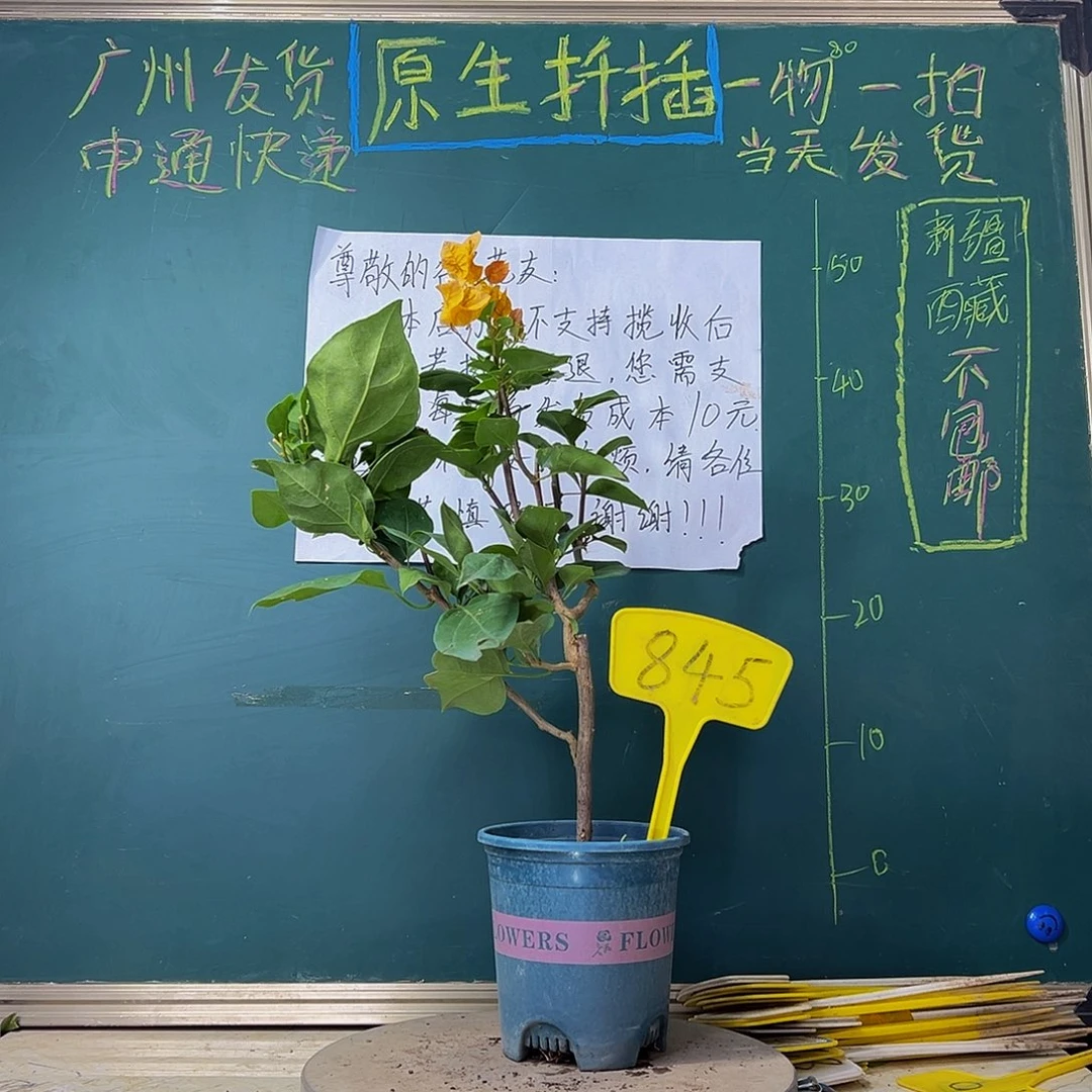 当前无花栽培后可以开花加州黄金845